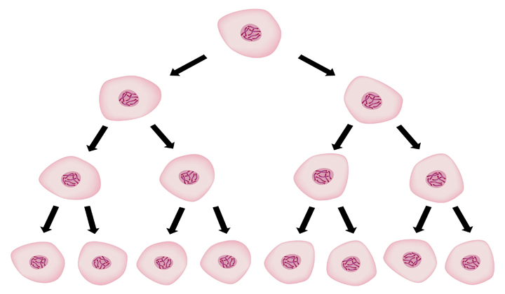 Atypical Hyperplasia of the Breast — Risk Assessment and Management Options