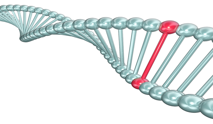 Trastuzumab (Herceptin) and Immune Function Genes